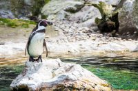 Abenteuer Naturfotografie – auf Fotopirsch in Patagonien