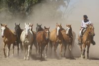 Erleben Sie den Gaucho-Lifestyle bei Ihrer Reise durch Argentinien