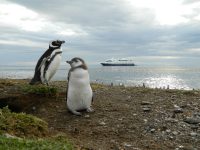 Isla Magdalena: Chiles wichtigste Magellanpinguinkolonie