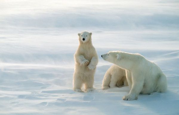 quebec tiere