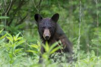 Schwarzbären, Papageitaucher und Eisbären: Sieben faszinierende Tierarten in und um Quebec