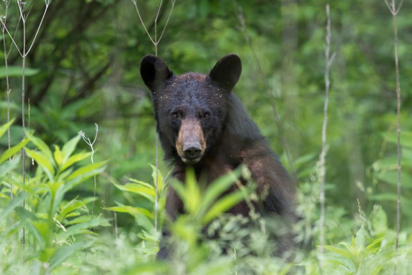 quebec tiere