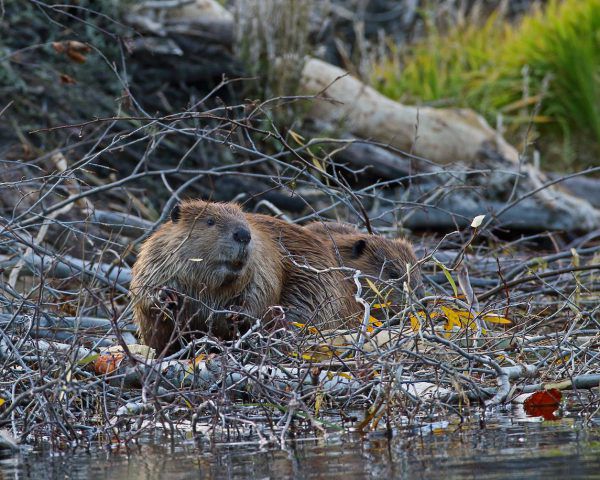 quebec tiere