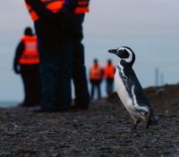 Punta Tombo und andere Pinguinkolonien in Patagonien