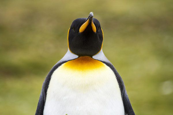 patagonien feuerland