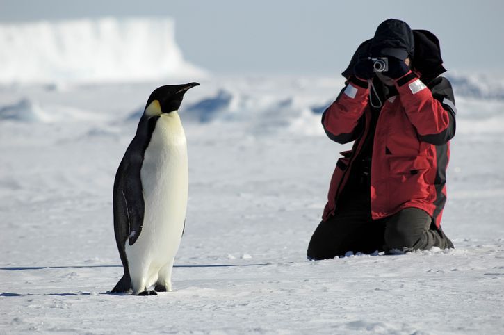 Pinguin-Anpassungen