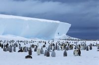 Pinguine beim Schwimmen sehen