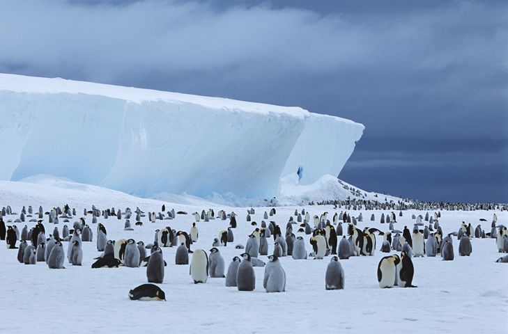 pinguin schwimmen