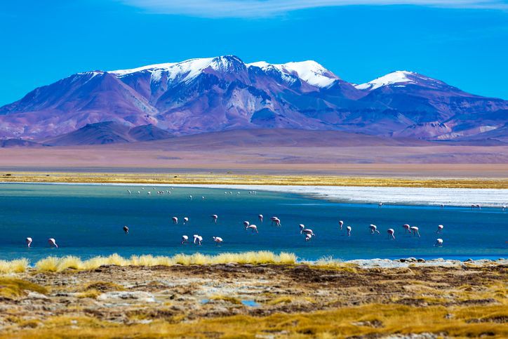 Wildtiere beobachten in Chile