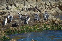 Wildtiere beobachten in Chile