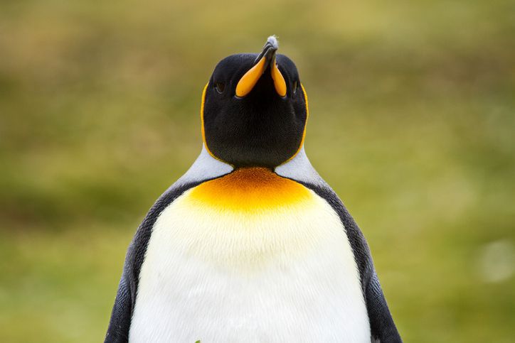 Wildtiere beobachten in Chile