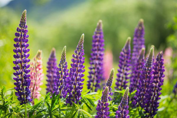 Blumen in Patagonien