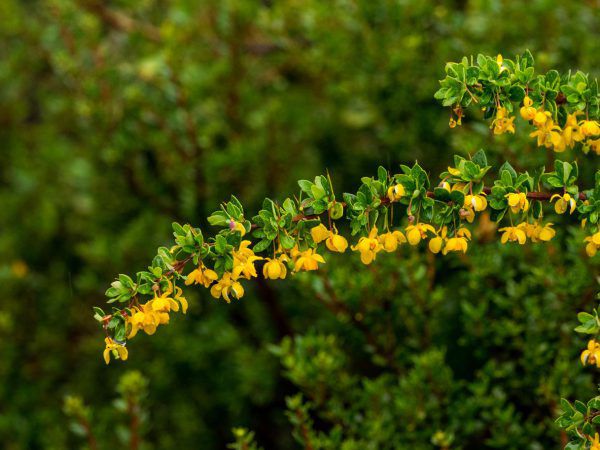 Blumen in Patagonien