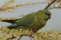 Die Vogelbeobachtung