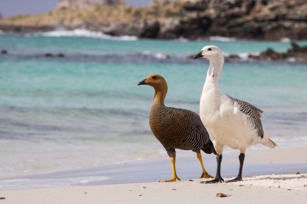 Vögel in Patagonien