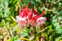 Blumen in Patagonien und Verbreitungsgebiete