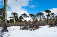 Wanderung durch die Vulkanlandschaften des Conguillio-Nationalparks