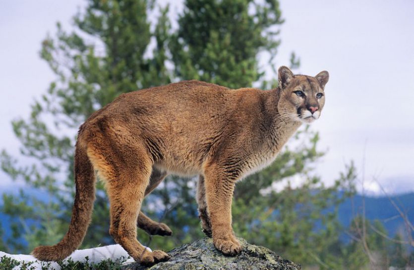 Tiere in argentinien