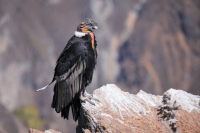 Vogelbeobachten in Patagonien: Tipps zur Vogelbeobachtung für Anfänger