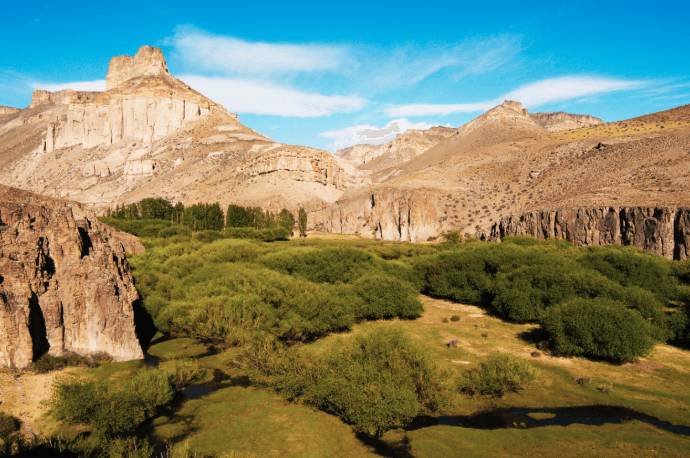 Wustenpflanzen Patagoniens