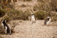 5 tolle Sehenswürdigkeiten und Aktivitäten in Río Gallegos, Argentinien